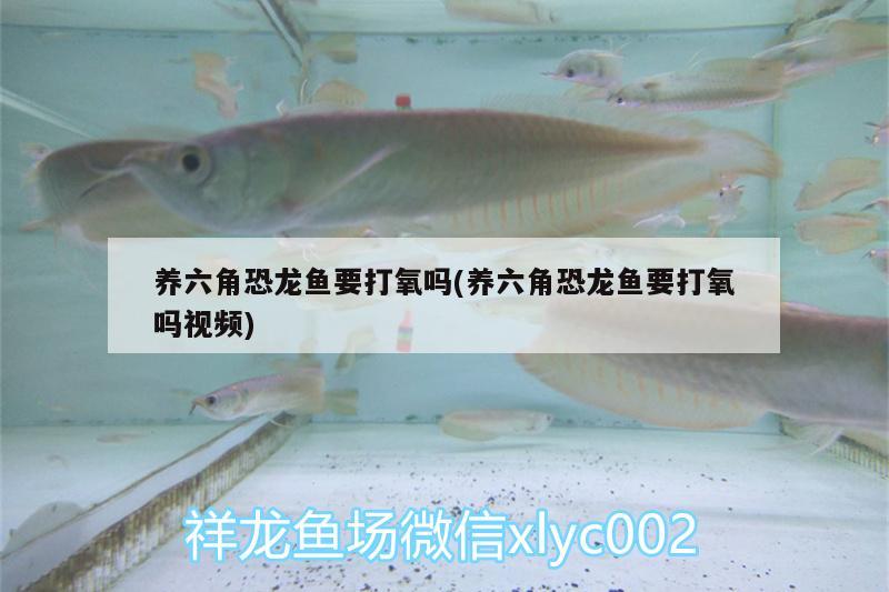 養(yǎng)六角恐龍魚(yú)要打氧嗎(養(yǎng)六角恐龍魚(yú)要打氧嗎視頻)