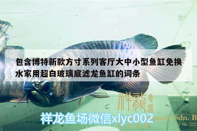 包含博特新款方寸系列客廳大中小型魚(yú)缸免換水家用超白玻璃底濾龍魚(yú)缸的詞條 博特水族