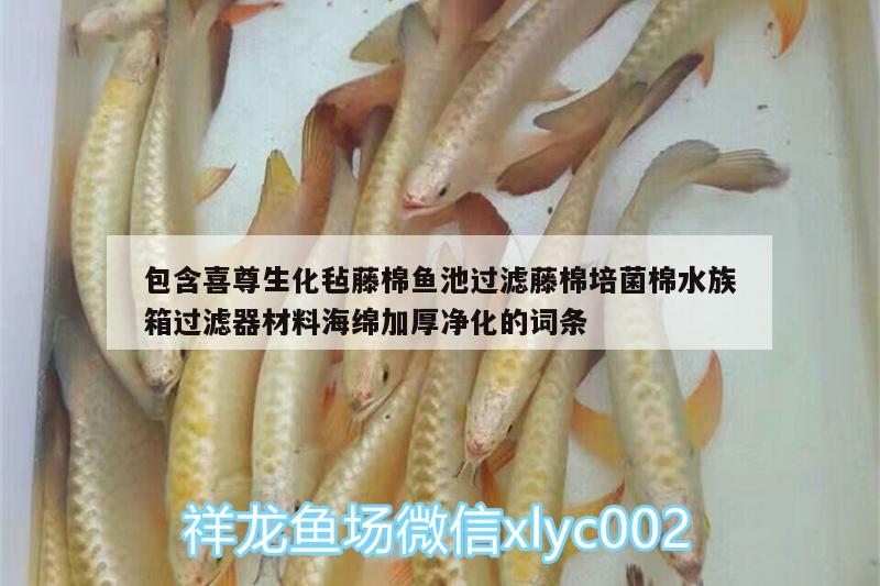 包含喜尊生化氈藤棉魚池過濾藤棉培菌棉水族箱過濾器材料海綿加厚凈化的詞條