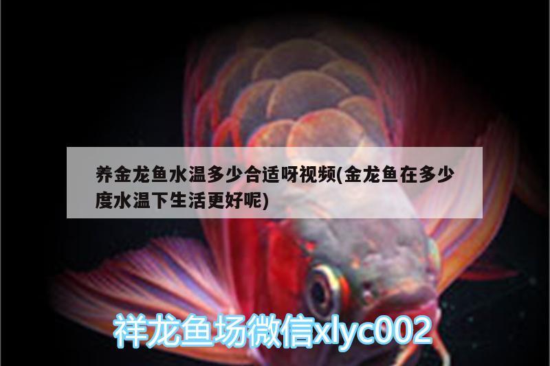 養(yǎng)金龍魚(yú)水溫多少合適呀視頻(金龍魚(yú)在多少度水溫下生活更好呢) 翡翠鳳凰魚(yú)