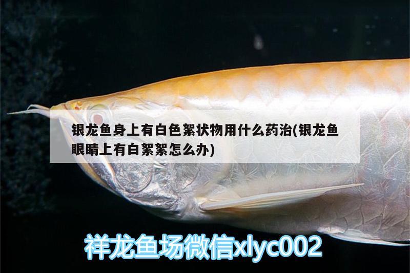 銀龍魚身上有白色絮狀物用什么藥治(銀龍魚眼睛上有白絮絮怎么辦) 銀龍魚百科