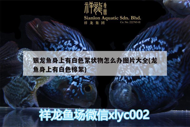 銀龍魚身上有白色絮狀物怎么辦圖片大全(龍魚身上有白色棉絮) 銀龍魚百科