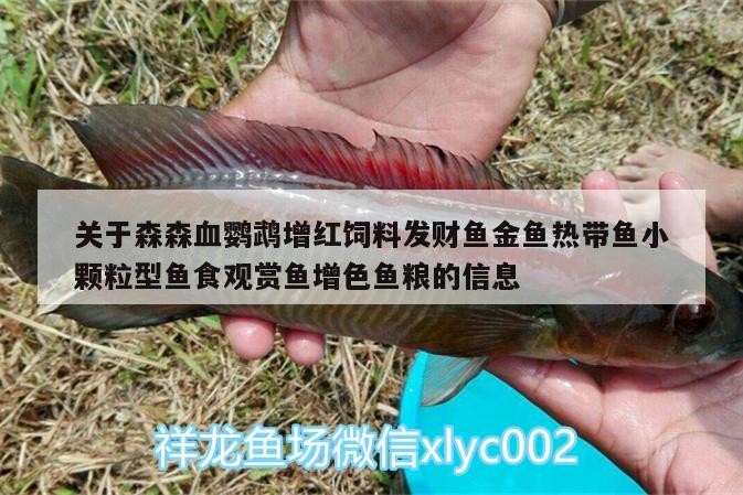 關(guān)于森森血鸚鵡增紅飼料發(fā)財魚金魚熱帶魚小顆粒型魚食觀賞魚增色魚糧的信息 鸚鵡魚