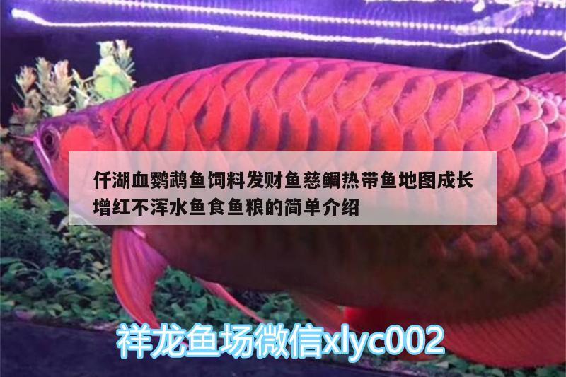 仟湖血鸚鵡魚飼料發(fā)財魚慈鯛熱帶魚地圖成長增紅不渾水魚食魚糧的簡單介紹 鸚鵡魚