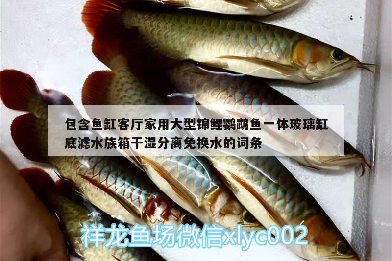 包含魚缸客廳家用大型錦鯉鸚鵡魚一體玻璃缸底濾水族箱干濕分離免換水的詞條 鸚鵡魚