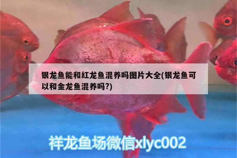 銀龍魚能和紅龍魚混養(yǎng)嗎圖片大全(銀龍魚可以和金龍魚混養(yǎng)嗎?)