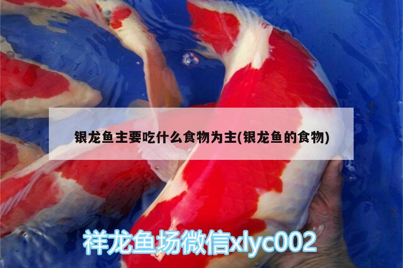 銀龍魚主要吃什么食物為主(銀龍魚的食物) 銀龍魚