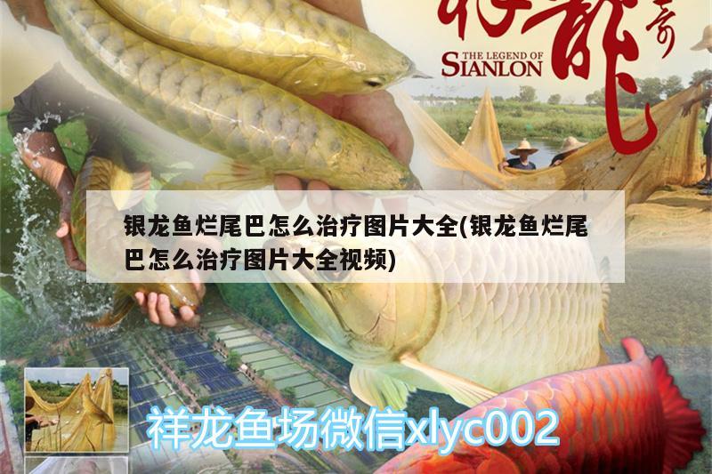 銀龍魚爛尾巴怎么治療圖片大全(銀龍魚爛尾巴怎么治療圖片大全視頻) 銀龍魚百科