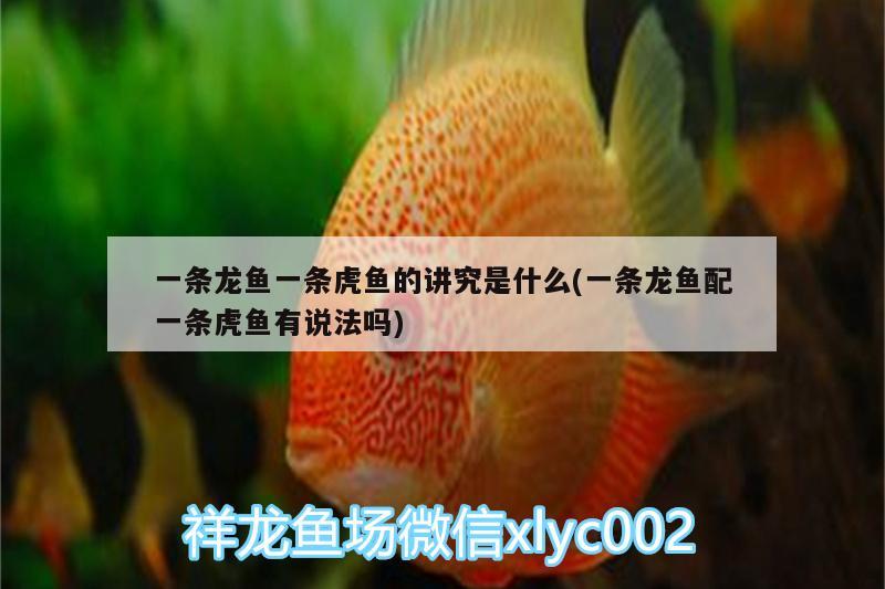 一條龍魚一條虎魚的講究是什么(一條龍魚配一條虎魚有說法嗎) 虎魚百科