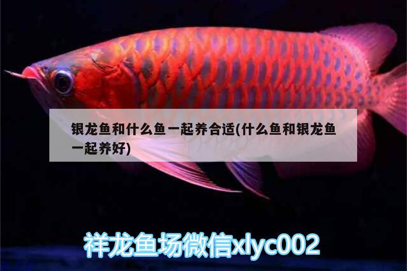 銀龍魚和什么魚一起養(yǎng)合適(什么魚和銀龍魚一起養(yǎng)好)