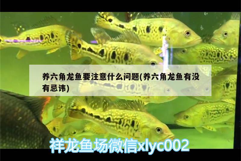 養(yǎng)六角龍魚要注意什么問(wèn)題(養(yǎng)六角龍魚有沒(méi)有忌諱)