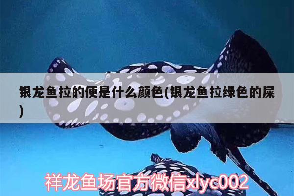 銀龍魚拉的便是什么顏色(銀龍魚拉綠色的屎) 銀龍魚百科