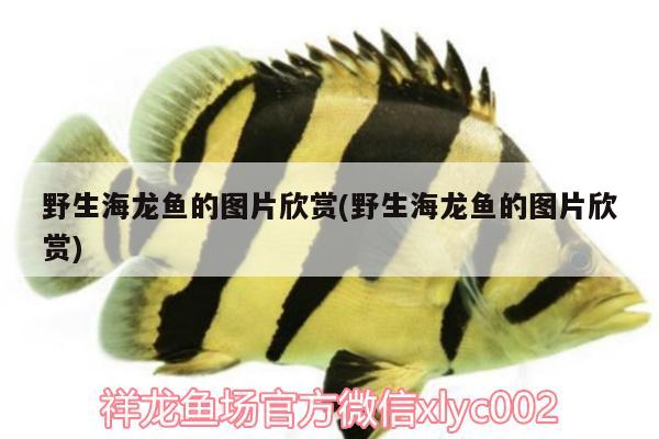 野生海龍魚的圖片欣賞(野生海龍魚的圖片欣賞)