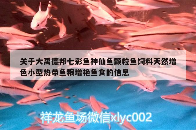 關(guān)于大禹德邦七彩魚神仙魚顆粒魚飼料天然增色小型熱帶魚糧增艷魚食的信息 廣州水族器材濾材批發(fā)市場