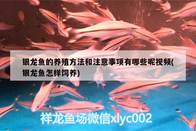 銀龍魚的養(yǎng)殖方法和注意事項有哪些呢視頻(銀龍魚怎樣飼養(yǎng)) 銀龍魚