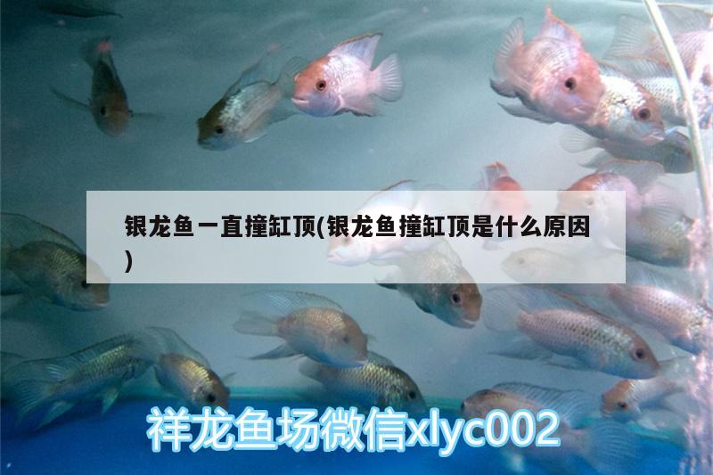 銀龍魚(yú)一直撞缸頂(銀龍魚(yú)撞缸頂是什么原因) 銀龍魚(yú)百科