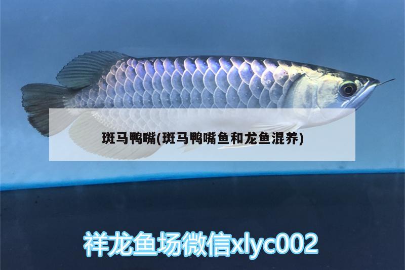 斑馬鴨嘴(斑馬鴨嘴魚和龍魚混養(yǎng)) 斑馬鴨嘴魚