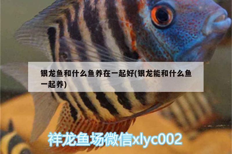 銀龍魚和什么魚養(yǎng)在一起好(銀龍能和什么魚一起養(yǎng)) 銀龍魚