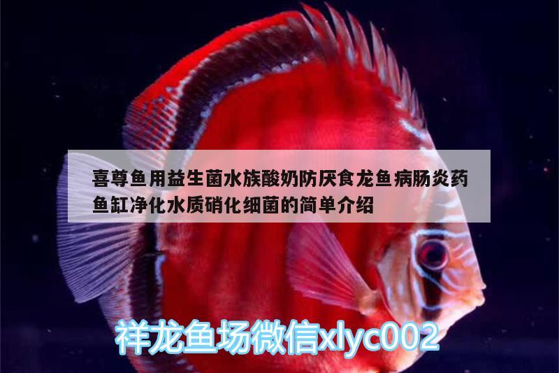 喜尊魚用益生菌水族酸奶防厭食龍魚病腸炎藥魚缸凈化水質(zhì)硝化細(xì)菌的簡(jiǎn)單介紹