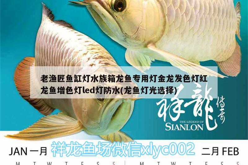 老漁匠魚缸燈水族箱龍魚專用燈金龍發(fā)色燈紅龍魚增色燈led燈防水(龍魚燈光選擇) 魚缸/水族箱