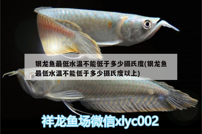 銀龍魚最低水溫不能低于多少攝氏度(銀龍魚最低水溫不能低于多少攝氏度以上) 銀龍魚