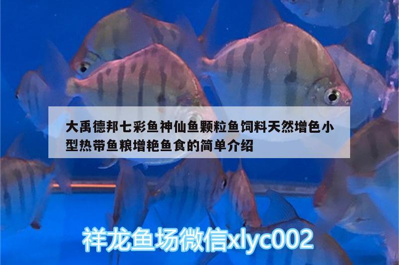 大禹德邦七彩魚神仙魚顆粒魚飼料天然增色小型熱帶魚糧增艷魚食的簡單介紹 廣州水族器材濾材批發(fā)市場