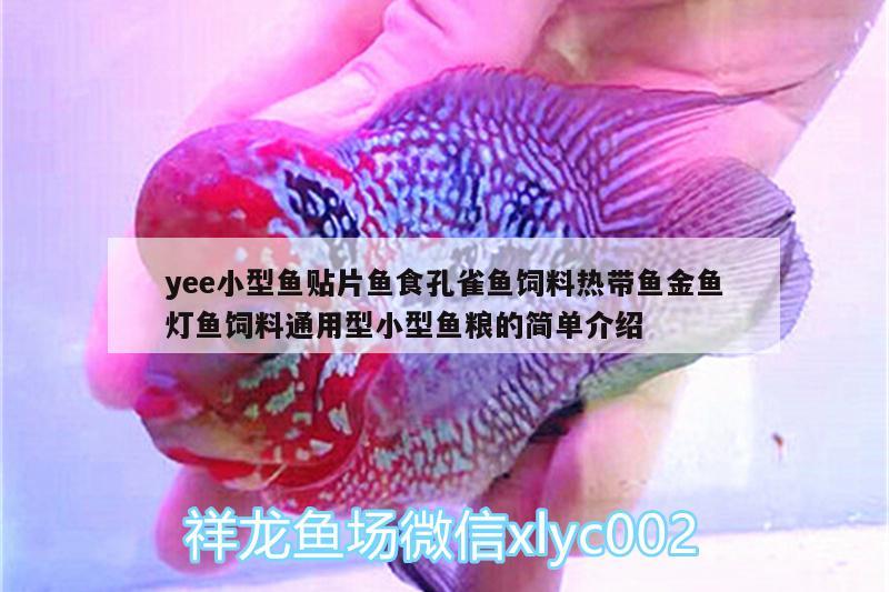 yee小型魚(yú)貼片魚(yú)食孔雀魚(yú)飼料熱帶魚(yú)金魚(yú)燈魚(yú)飼料通用型小型魚(yú)糧的簡(jiǎn)單介紹