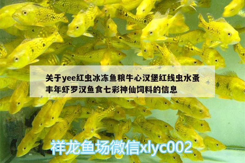 關(guān)于yee紅蟲冰凍魚糧牛心漢堡紅線蟲水蚤豐年蝦羅漢魚食七彩神仙飼料的信息 yee