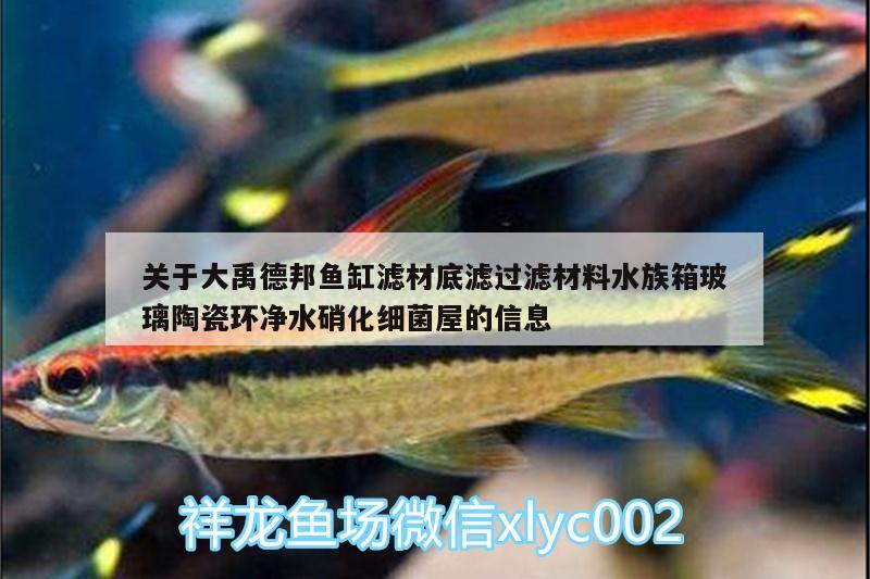 關(guān)于大禹德邦魚(yú)缸濾材底濾過(guò)濾材料水族箱玻璃陶瓷環(huán)凈水硝化細(xì)菌屋的信息 硝化細(xì)菌