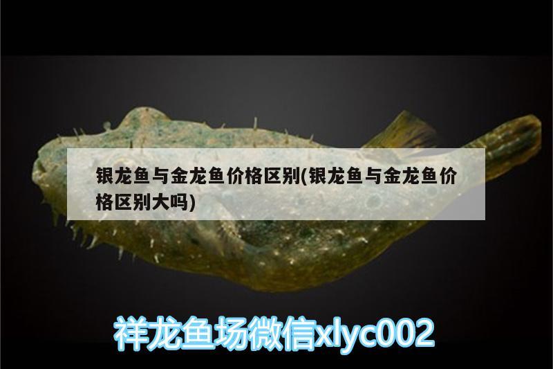 銀龍魚(yú)與金龍魚(yú)價(jià)格區(qū)別(銀龍魚(yú)與金龍魚(yú)價(jià)格區(qū)別大嗎) 銀龍魚(yú)百科