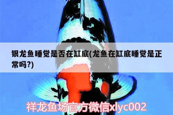 銀龍魚睡覺是否在缸底(龍魚在缸底睡覺是正常嗎?) 銀龍魚