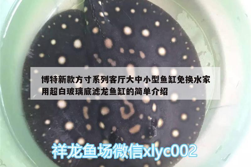 博特新款方寸系列客廳大中小型魚(yú)缸免換水家用超白玻璃底濾龍魚(yú)缸的簡(jiǎn)單介紹