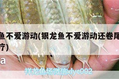 銀龍魚不愛游動(銀龍魚不愛游動還卷尾巴怎么治療)