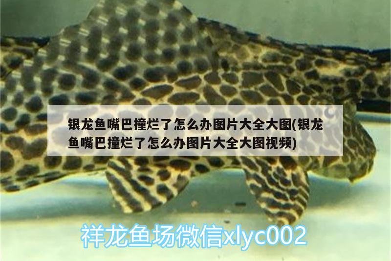 銀龍魚嘴巴撞爛了怎么辦圖片大全大圖(銀龍魚嘴巴撞爛了怎么辦圖片大全大圖視頻)