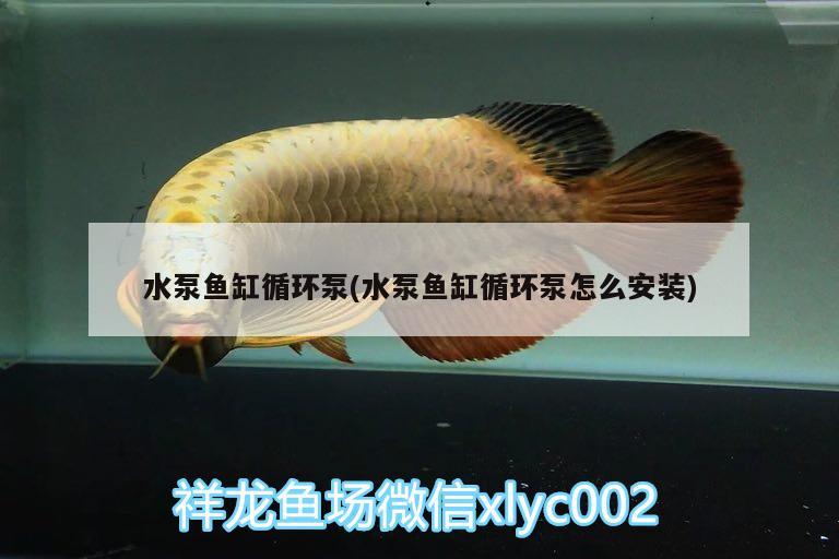 水泵魚缸循環(huán)泵(水泵魚缸循環(huán)泵怎么安裝)