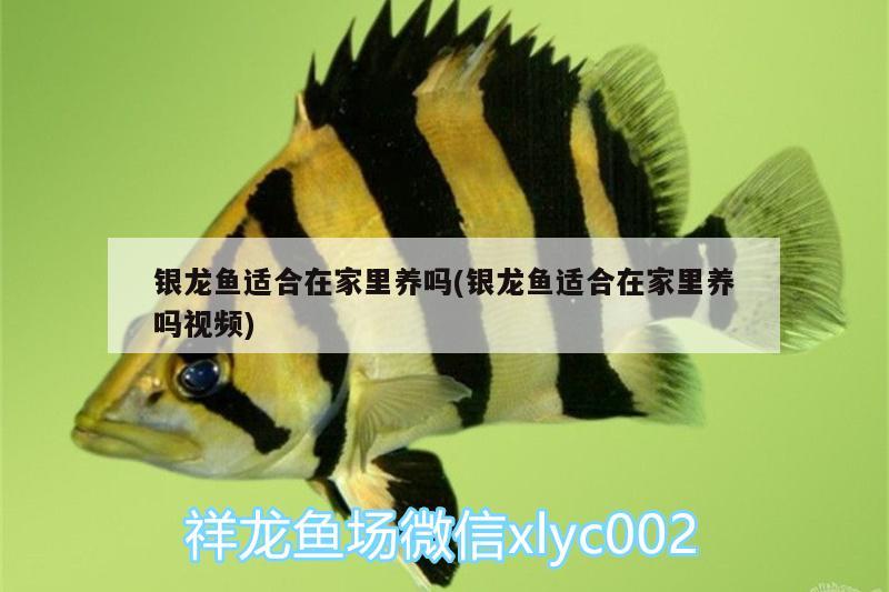 銀龍魚適合在家里養(yǎng)嗎(銀龍魚適合在家里養(yǎng)嗎視頻) 銀龍魚百科