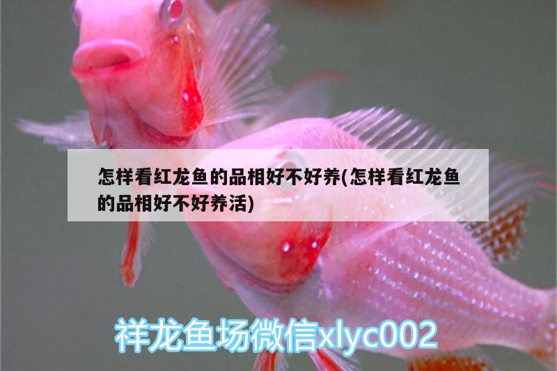 怎樣看紅龍魚的品相好不好養(yǎng)(怎樣看紅龍魚的品相好不好養(yǎng)活) 星點金龍魚