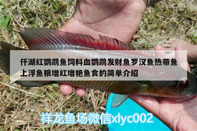 仟湖紅鸚鵡魚飼料血鸚鵡發(fā)財魚羅漢魚熱帶魚上浮魚糧增紅增艷魚食的簡單介紹 鸚鵡魚