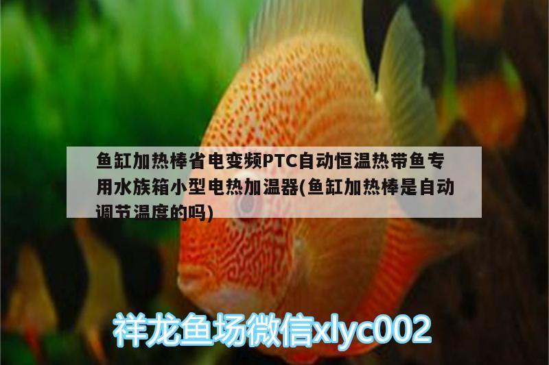 魚(yú)缸加熱棒省電變頻PTC自動(dòng)恒溫?zé)釒~(yú)專用水族箱小型電熱加溫器(魚(yú)缸加熱棒是自動(dòng)調(diào)節(jié)溫度的嗎) 魚(yú)缸/水族箱