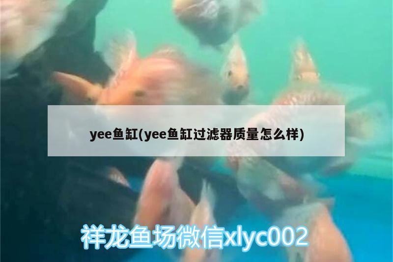 yee魚缸(yee魚缸過(guò)濾器質(zhì)量怎么樣)