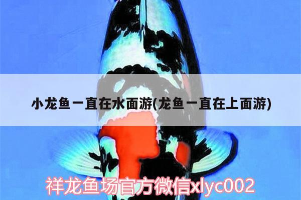 小龍魚一直在水面游(龍魚一直在上面游) 福滿鉆魚