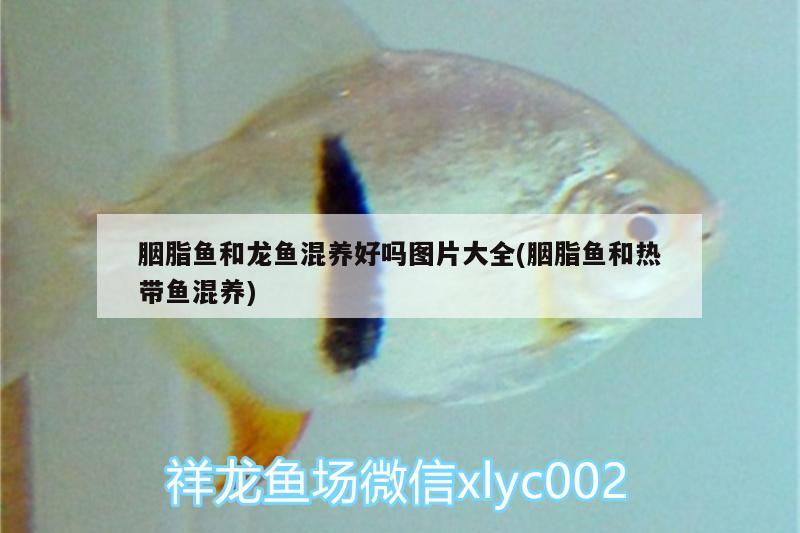 胭脂魚和龍魚混養(yǎng)好嗎圖片大全(胭脂魚和熱帶魚混養(yǎng))