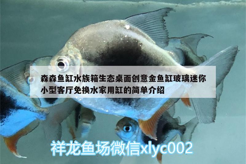 森森魚缸水族箱生態(tài)桌面創(chuàng)意金魚缸玻璃迷你小型客廳免換水家用缸的簡單介紹 魚缸/水族箱