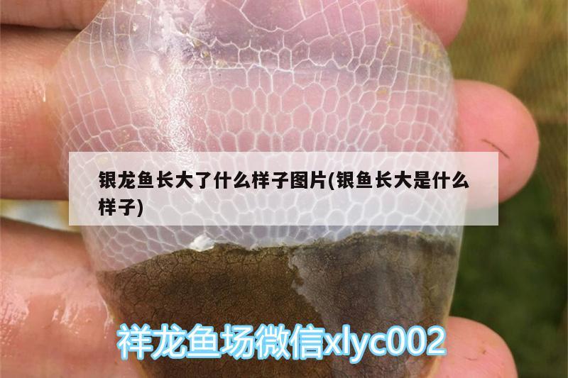 銀龍魚長大了什么樣子圖片(銀魚長大是什么樣子) 銀龍魚百科