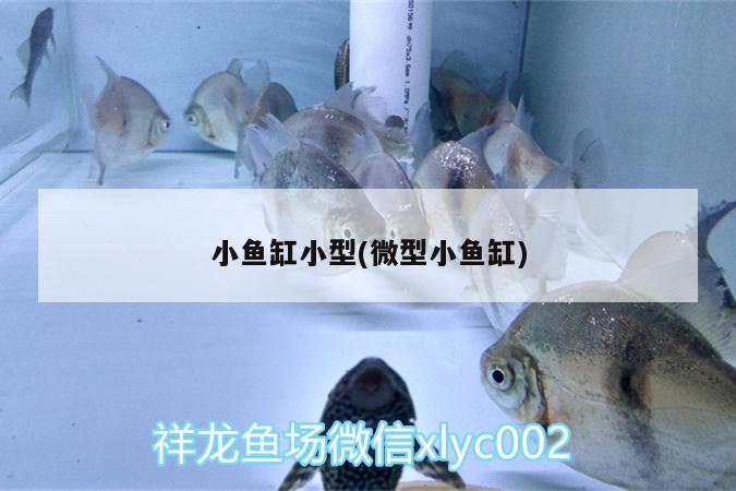 小魚缸小型(微型小魚缸) 廣州水族器材濾材批發(fā)市場