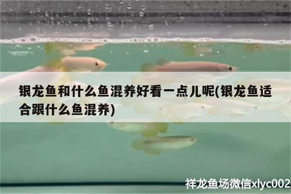 銀龍魚和什么魚混養(yǎng)好看一點兒呢(銀龍魚適合跟什么魚混養(yǎng)) 銀龍魚百科