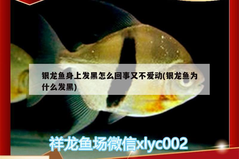 銀龍魚身上發(fā)黑怎么回事又不愛動(dòng)(銀龍魚為什么發(fā)黑) 銀龍魚