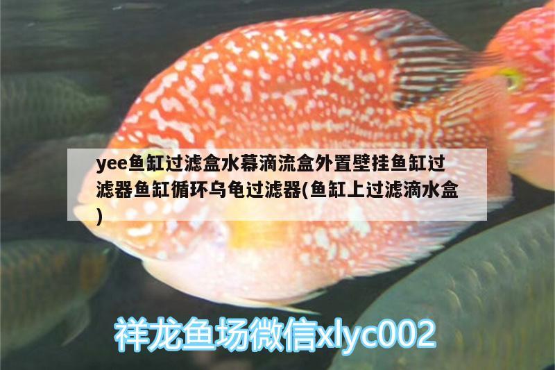 yee魚缸過濾盒水幕滴流盒外置壁掛魚缸過濾器魚缸循環(huán)烏龜過濾器(魚缸上過濾滴水盒) 烏龜