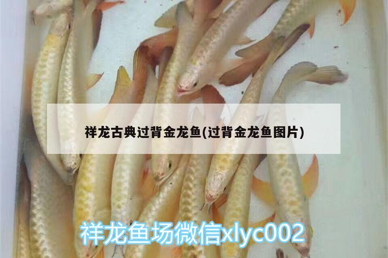 祥龍古典過背金龍魚(過背金龍魚圖片) 古典過背金龍魚 第1張