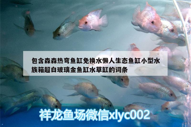 包含森森熱彎魚缸免換水懶人生態(tài)魚缸小型水族箱超白玻璃金魚缸水草缸的詞條